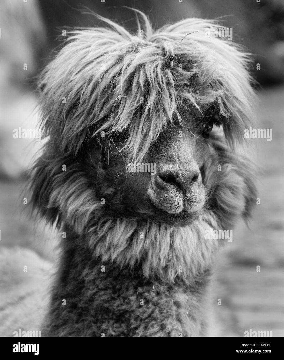 Lama (Lama Glama), Tier-Portrait, schwarz und weiß Stockfoto