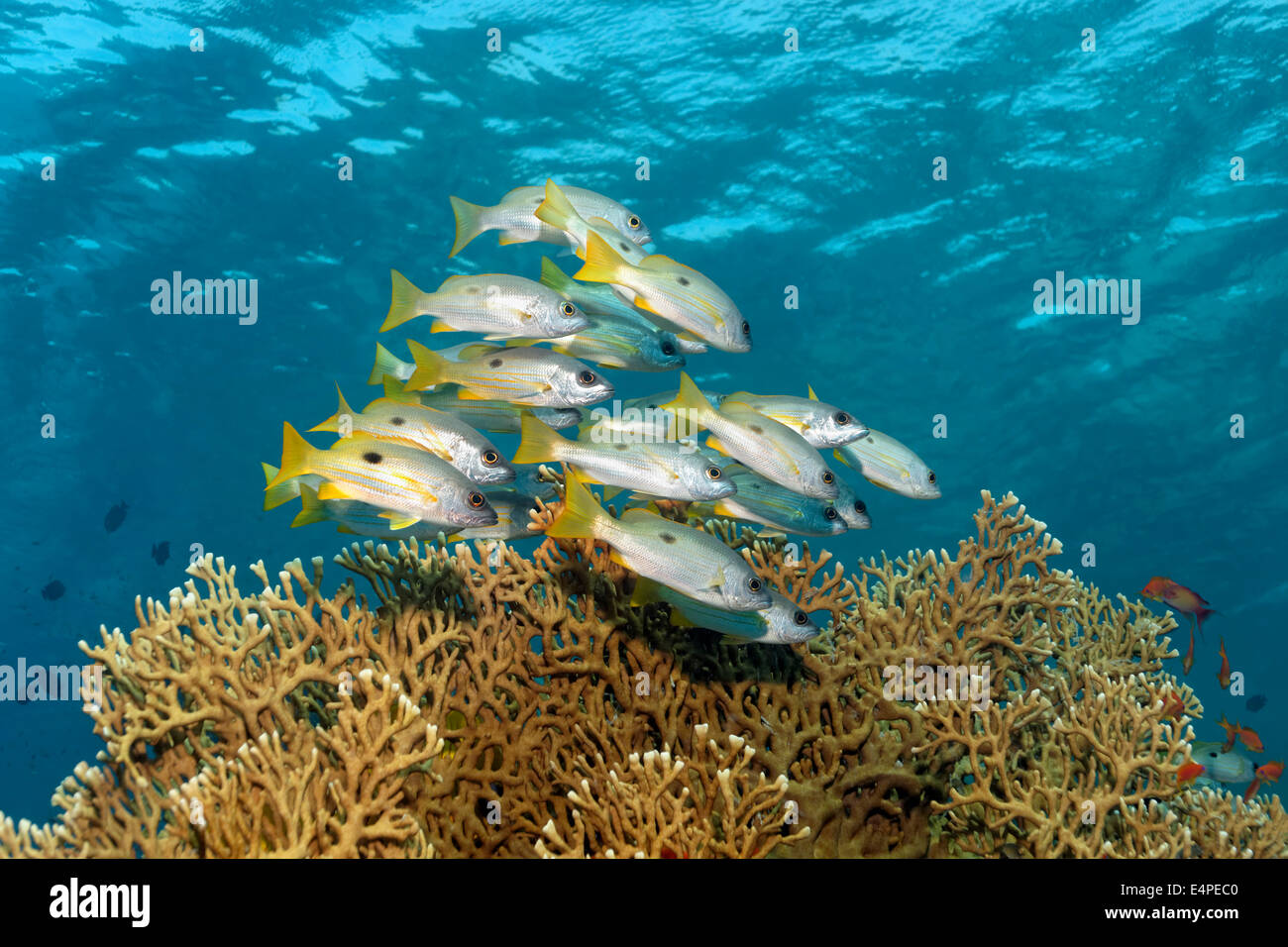 Dory Schnapper (Lutjanus Fulviflamma) über Net Feuerkoralle (Millepora Dichotoma), Rotes Meer, Ägypten Stockfoto