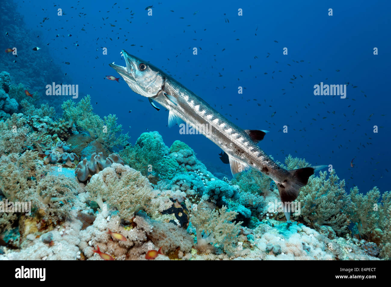 Blackfin Barracudas (größten Qenie) in die Reinigungsstation mit Bluestreak Reinigungsmittel Wrasse (Labroides Dimidiatus), Rotes Meer, Ägypten Stockfoto