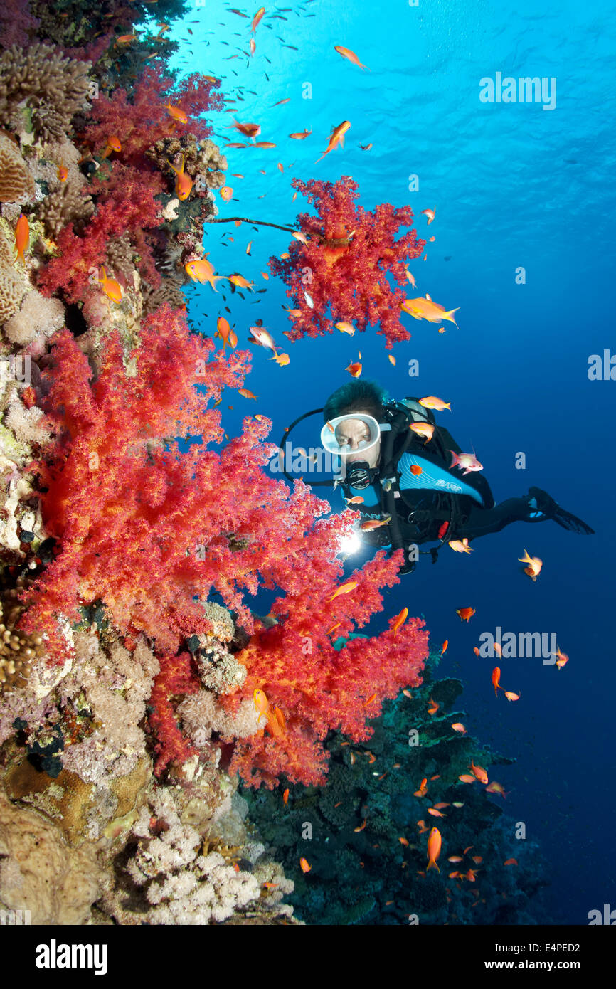 Taucher an der Steilwand eines Korallenriffs betrachten Klunzinger Weichkorallen (Dendronephthya Klunzingeri) Stockfoto