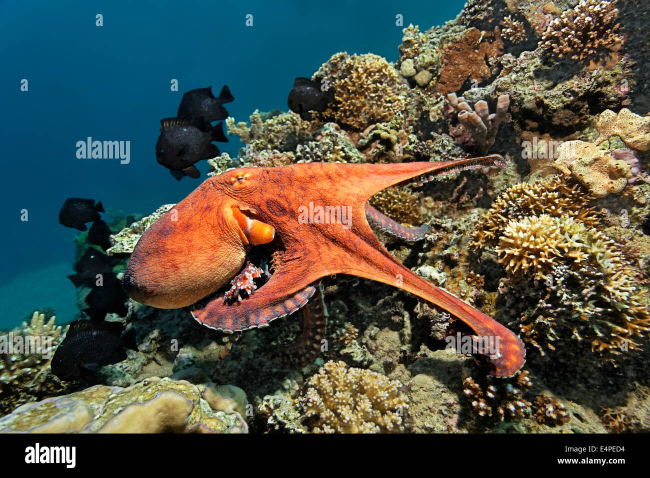 Gemeinsame Krake (Octopus Vulgaris), an einem Korallenriff, Rotes Meer, Ägypten Stockfoto