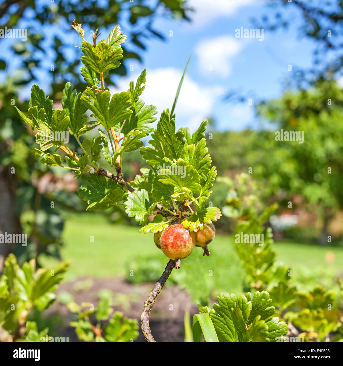 Reife Stachelbeeren auf dem Ast im Garten. Stockfoto