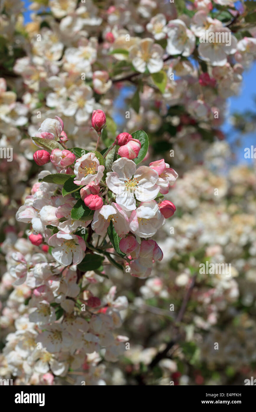 Malus 'Evereste' Crab Apple blossom Stockfoto