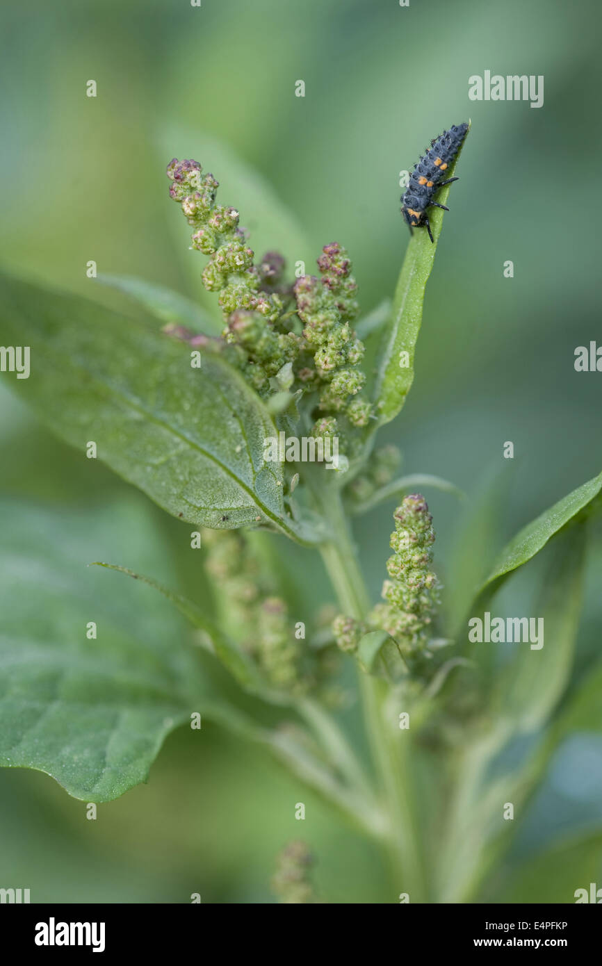 gemeinsamen Gartenmelde Atriplex patula Stockfoto