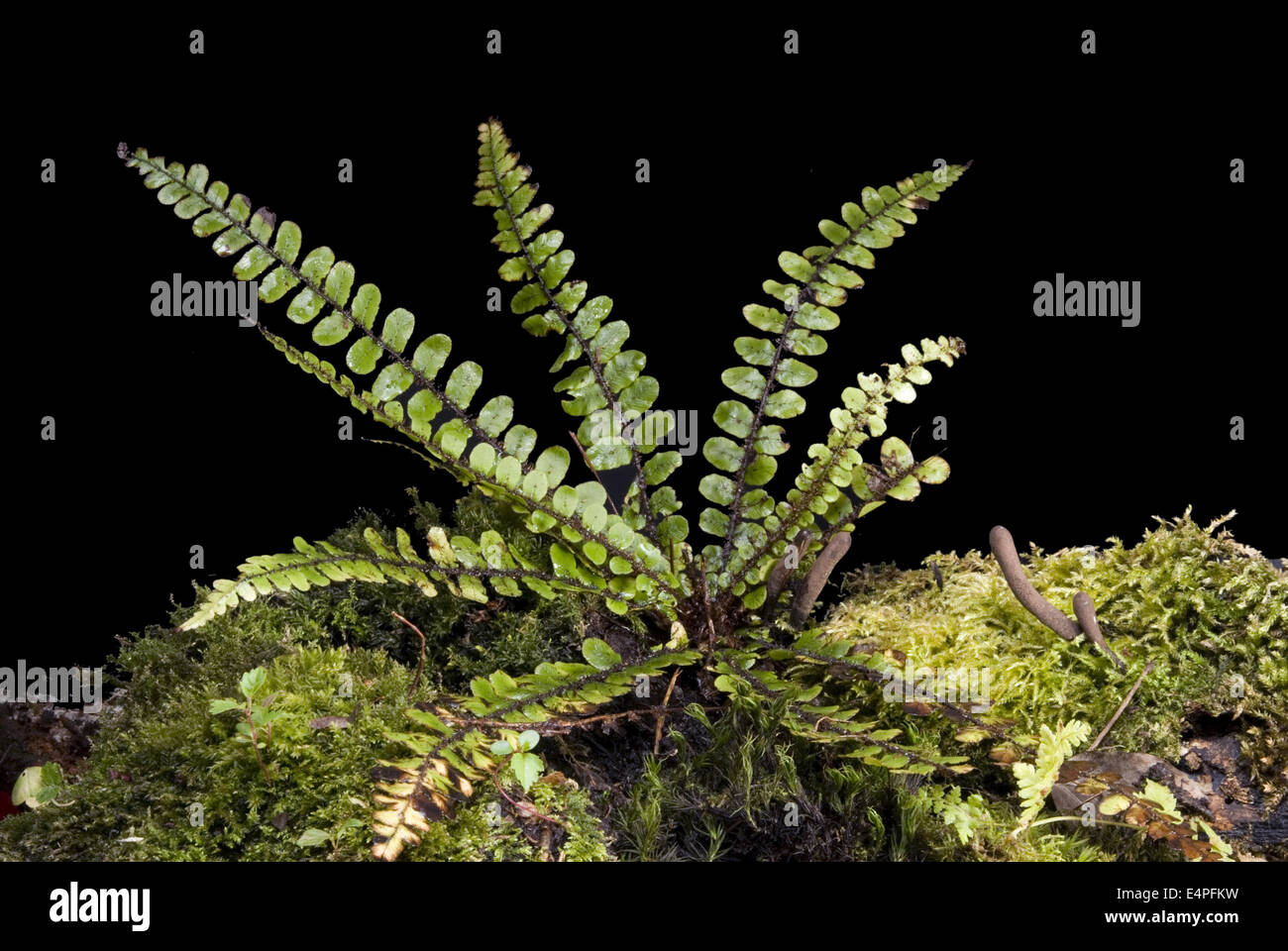 Sterne Farn, Blechnum fluviatile Stockfoto