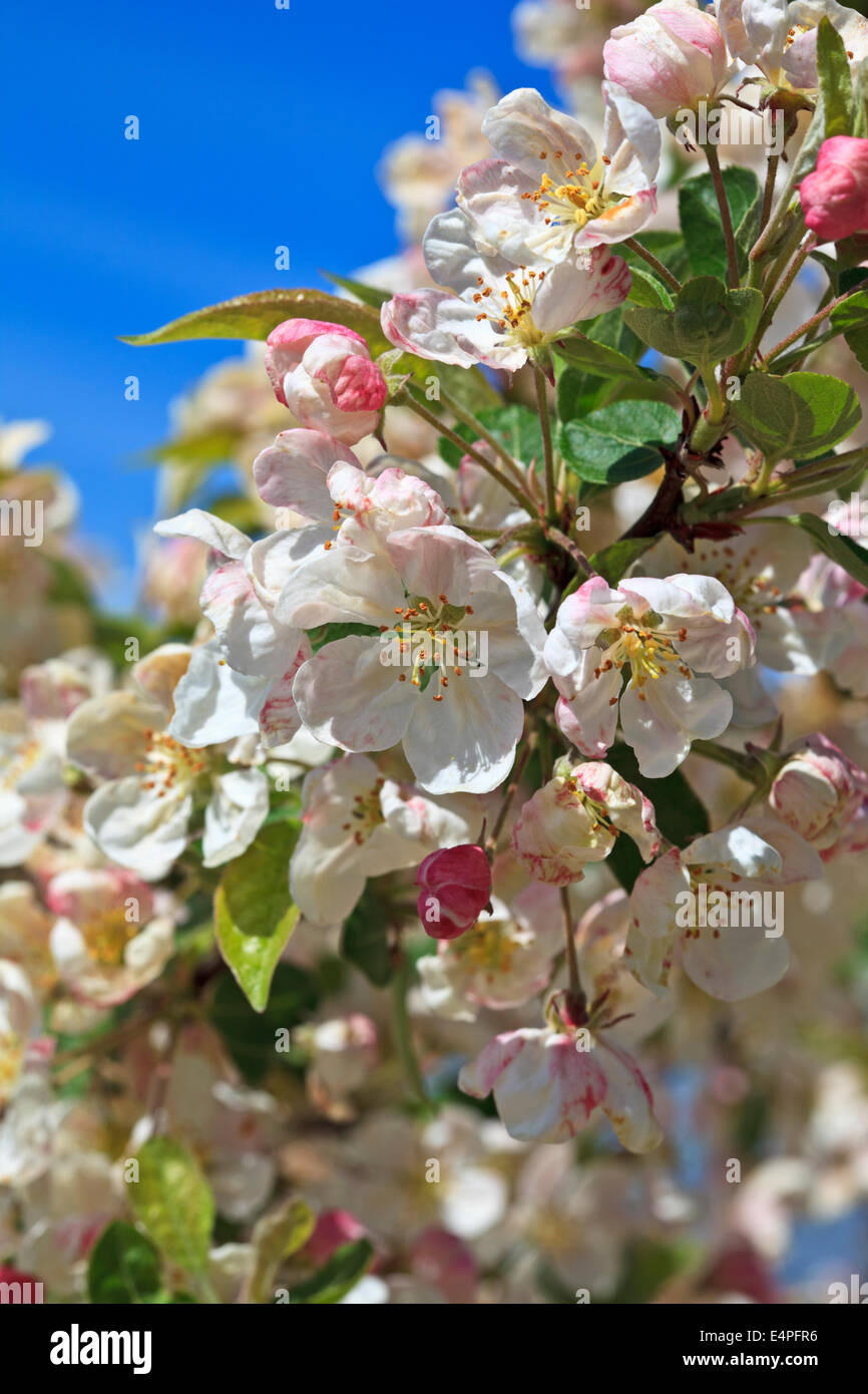 Malus 'Evereste' Crab Apple blossom Stockfoto