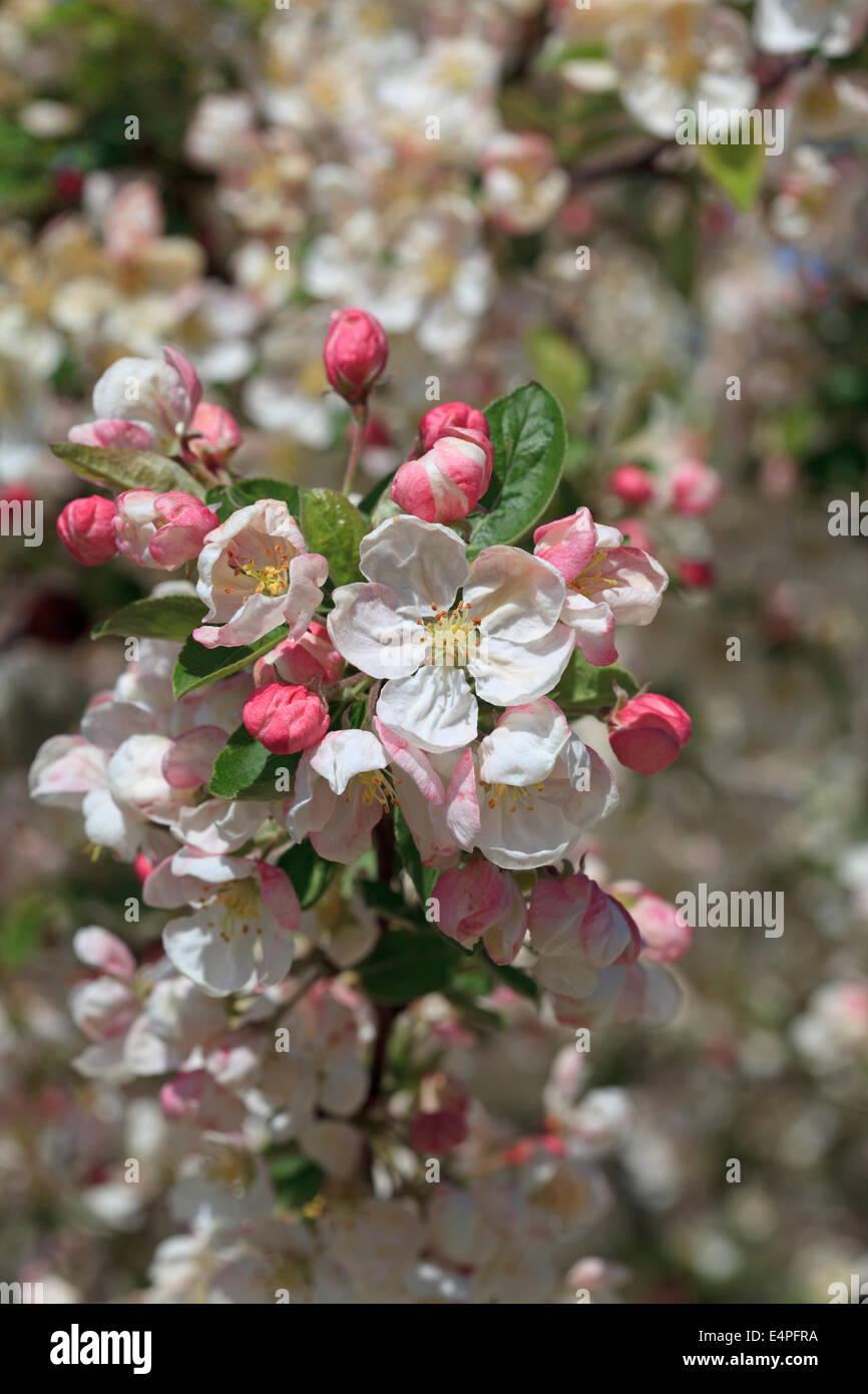 Malus 'Evereste' Crab Apple blossom Stockfoto