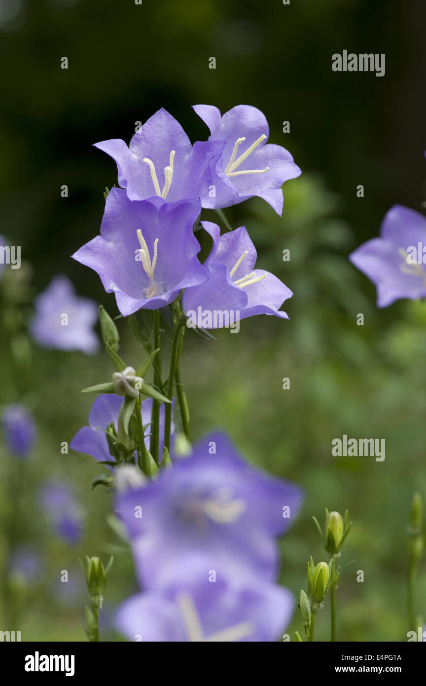 superweichen-blättrige Glockenblume, Campanula persicifolia Stockfoto