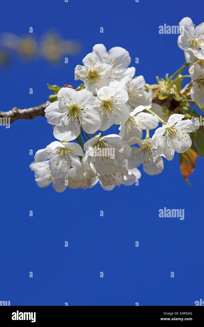 Kirschblüte gegen ein strahlend blauer Himmel Stockfoto