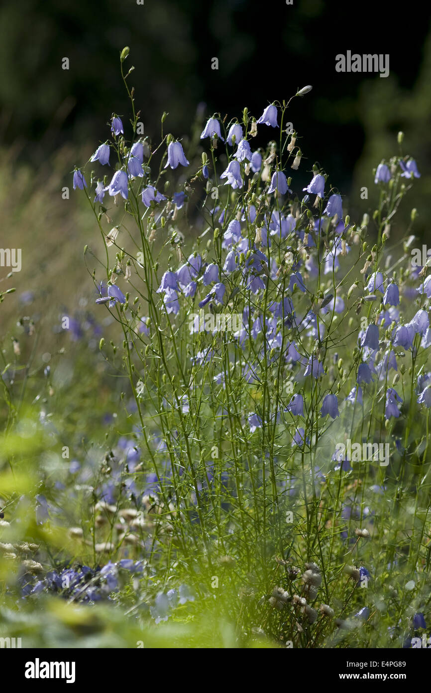 Glockenblume, Campanula rotundifolia Stockfoto