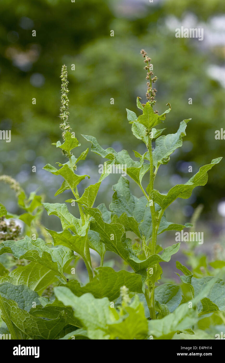 guter König Henry, Chenopodium Bonus-Henricus Stockfoto