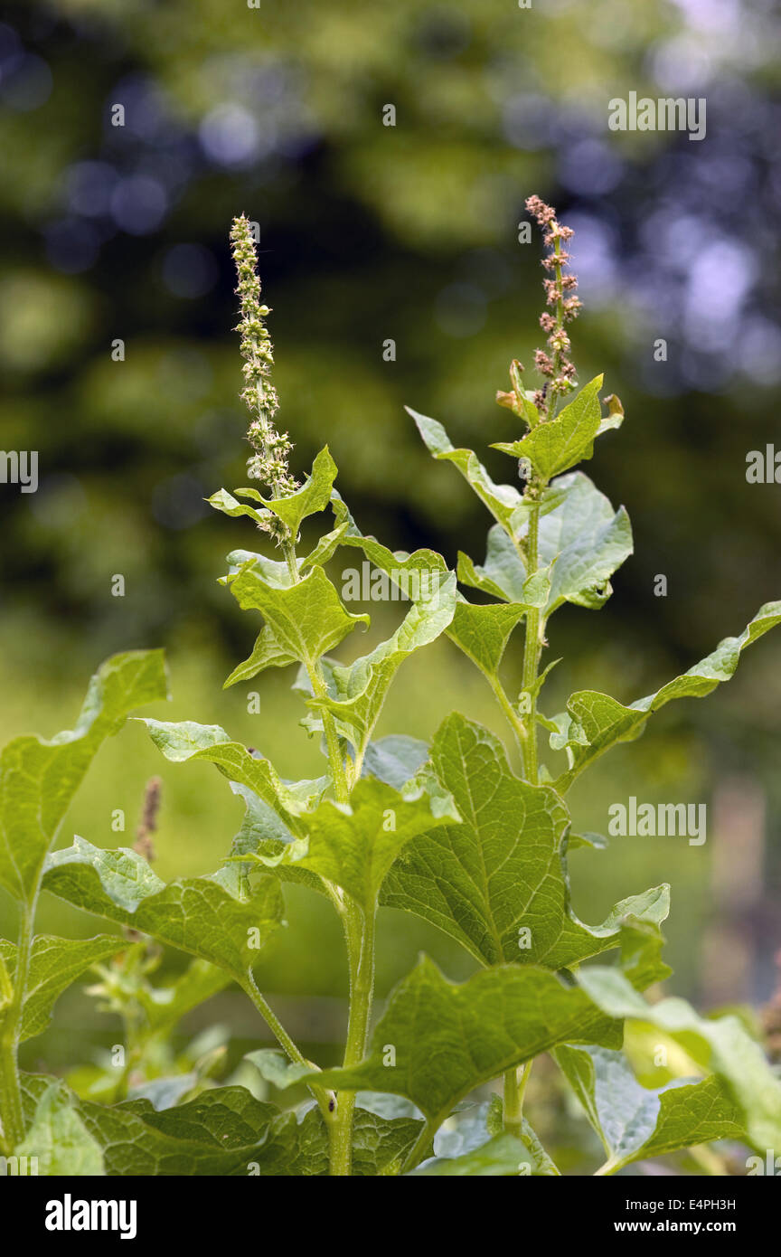 guter König Henry, Chenopodium Bonus-Henricus Stockfoto