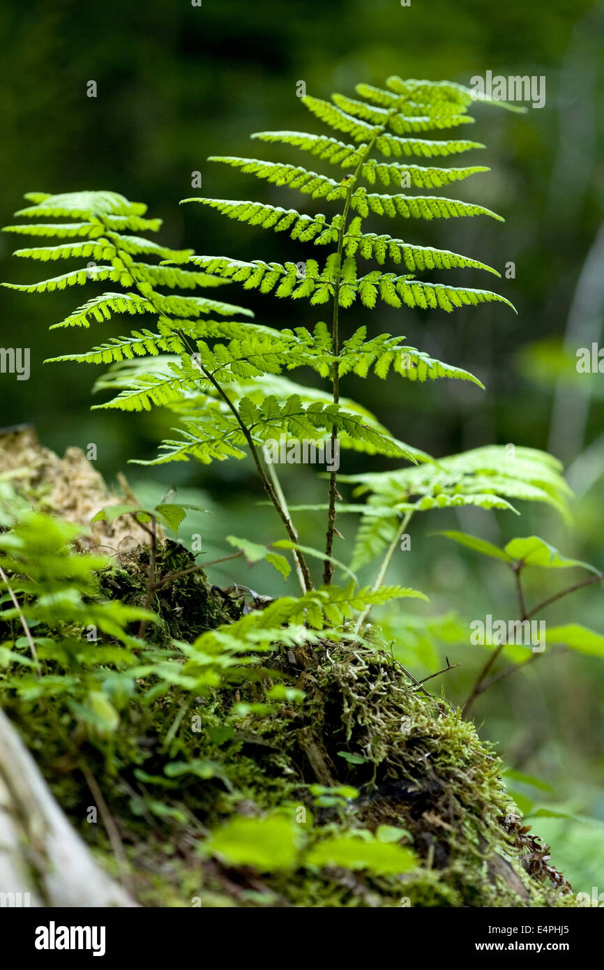 Wurmfarn, Dryopteris Filix-mas Stockfoto