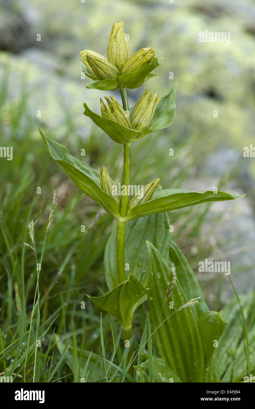 Gefleckter Enzian, Gentiana Trommler Stockfoto