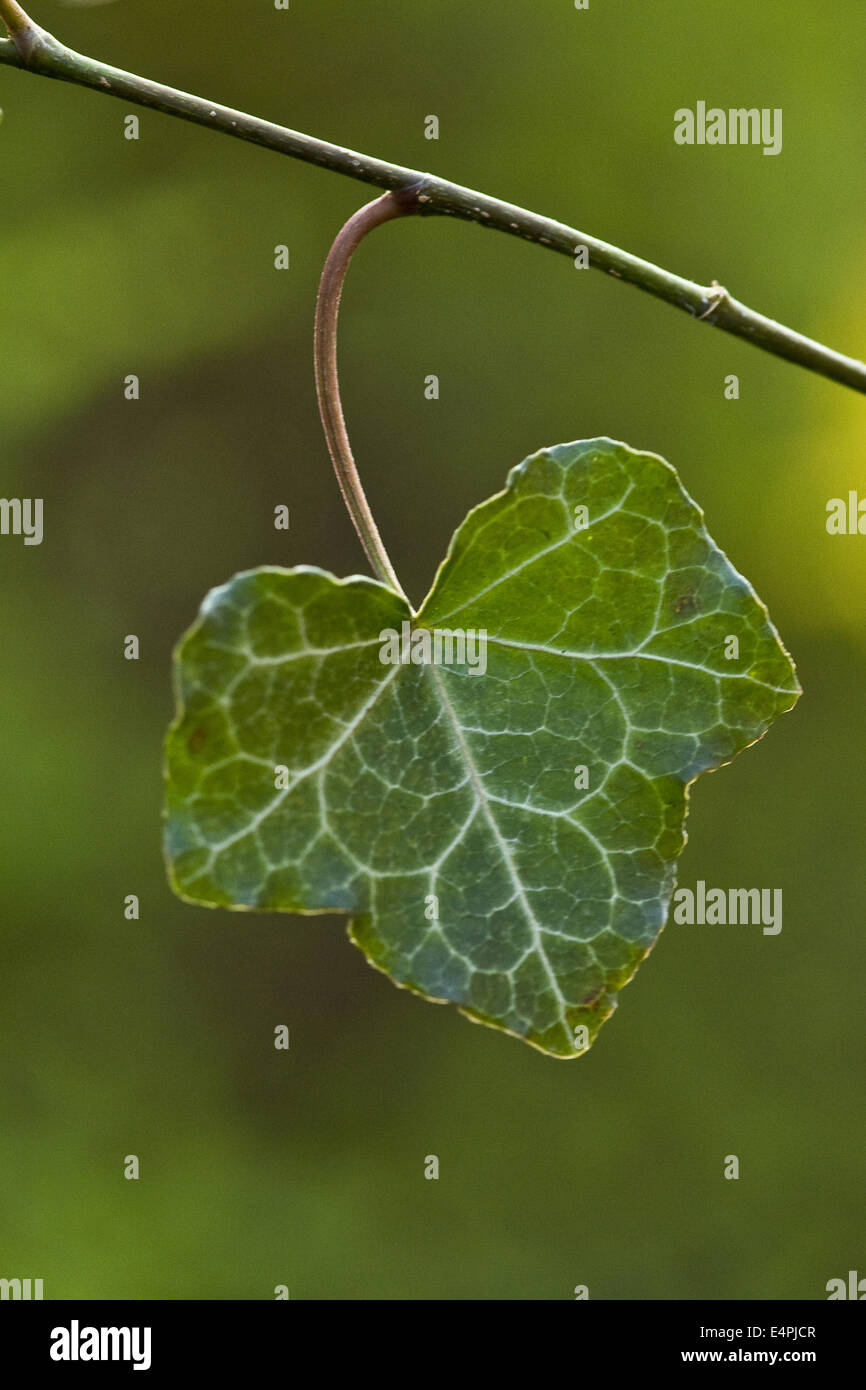 gemeinsamen Efeu, Hedera helix Stockfoto