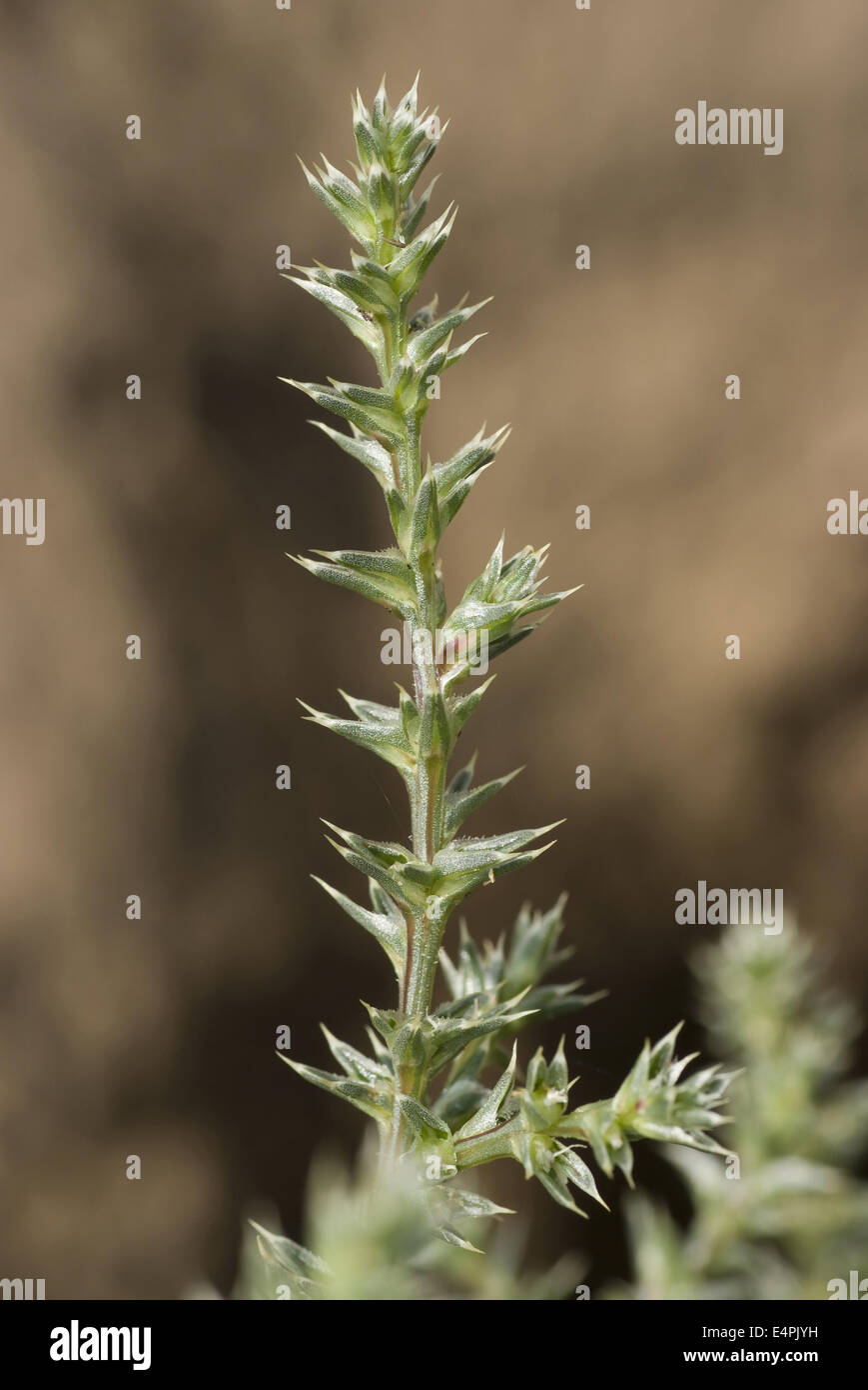 Mönchsbart, Salsola Kali SSP targus Stockfoto