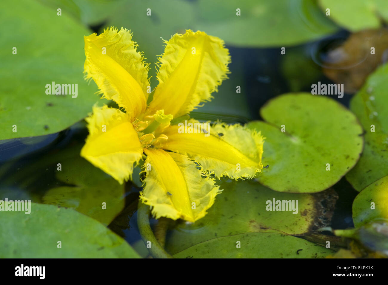 Fransen Seerose, Nymphoides peltata Stockfoto