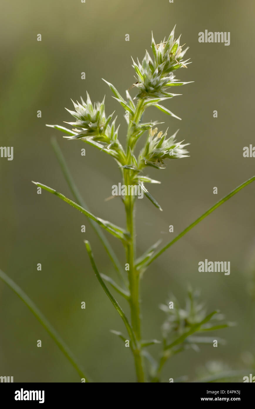 Mönchsbart, Salsola Kali SSP targus Stockfoto