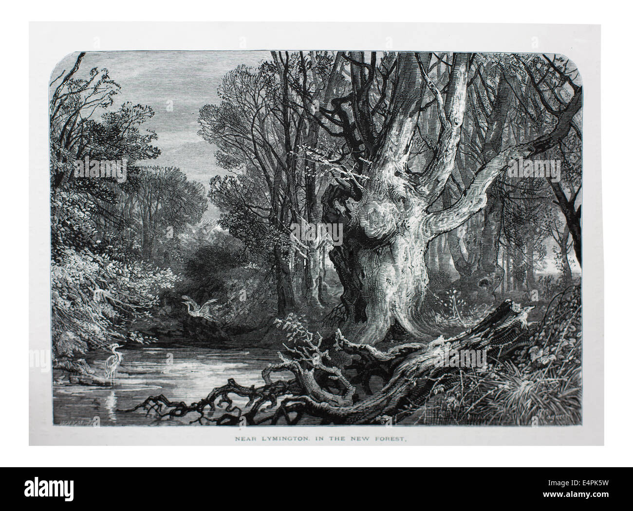 In der Nähe von Lymington in der neuen Forest Illustration von "der britischen Inseln - Cassell Petter & Galpin Teil 6 malerische Europa. Malerischen Europa war eine illustrierte Zeitschriften von Cassell, Petter, Galpin & Co., London, Paris und New York im Jahre 1877. Die Publikationen dargestellt touristischen Lieblingsplätze in Europa, mit Text-Beschreibungen, Stahl- und Holzstiche von herausragenden Künstlern der Zeit, wie Harry Fenn, William H J Boot, Thomas C. L. Rowbotham, Henry T. Green, Myles B. Foster, John Mogford, David H. McKewan, William L. Leitch, Edmund M. Wimperis und Joseph B. Smith. Stockfoto