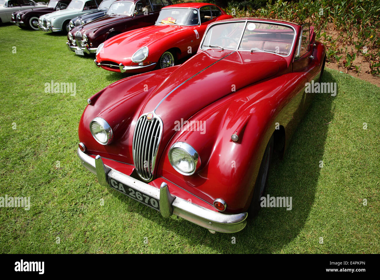 Oldtimer Jaguar XK140 und E-Type zusammen mit verschiedenen anderen Modellen Stockfoto