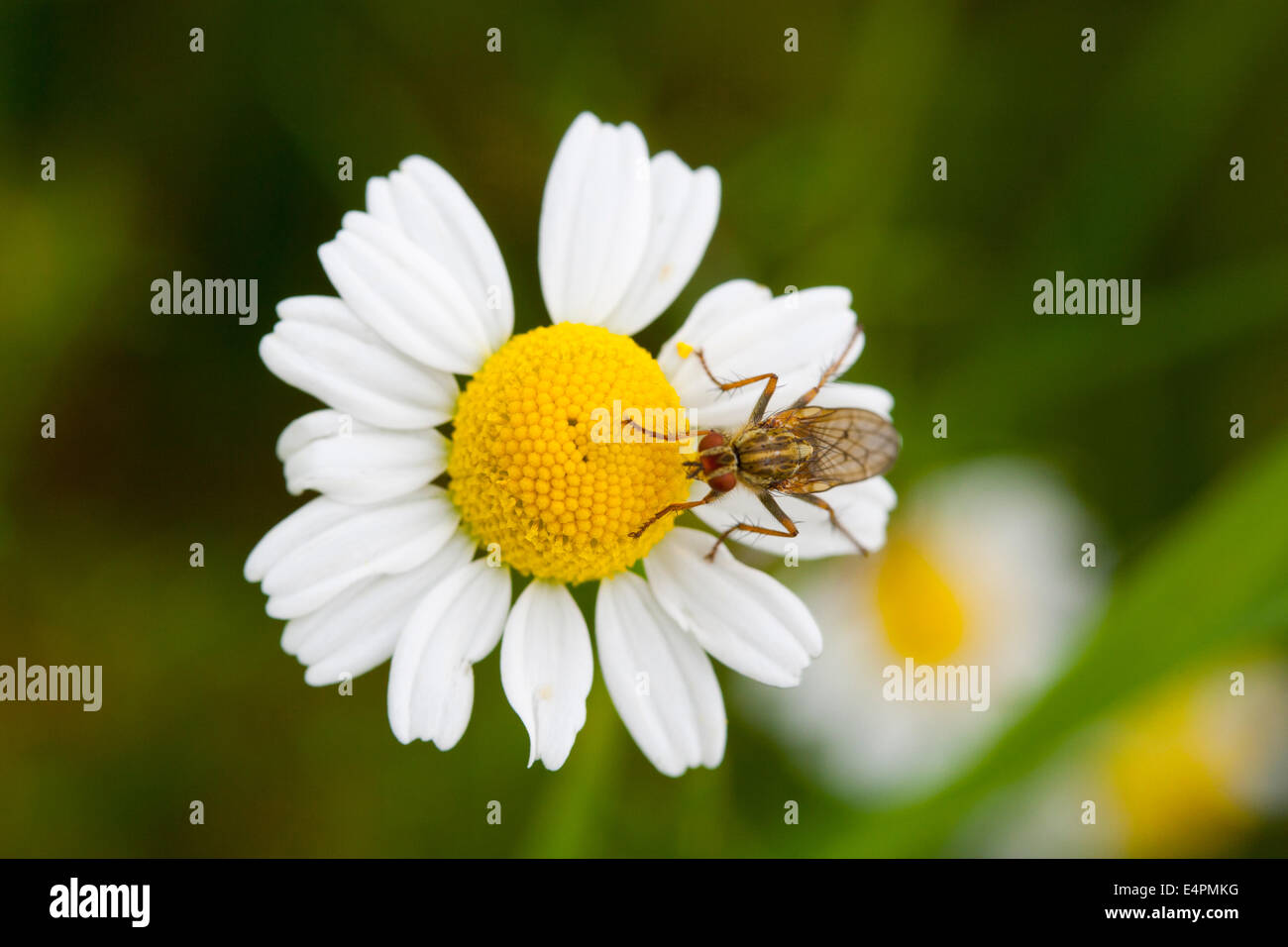 Fliege Auf Einer Blüte Stockfoto