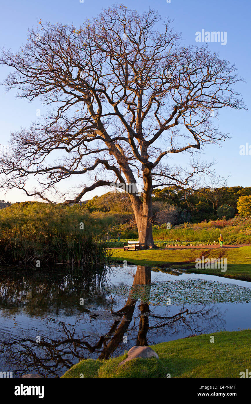 Schöner Baum und seine Reflexion - Kirstenbosch Botanical Gardens, Cape Town, Südafrika Stockfoto