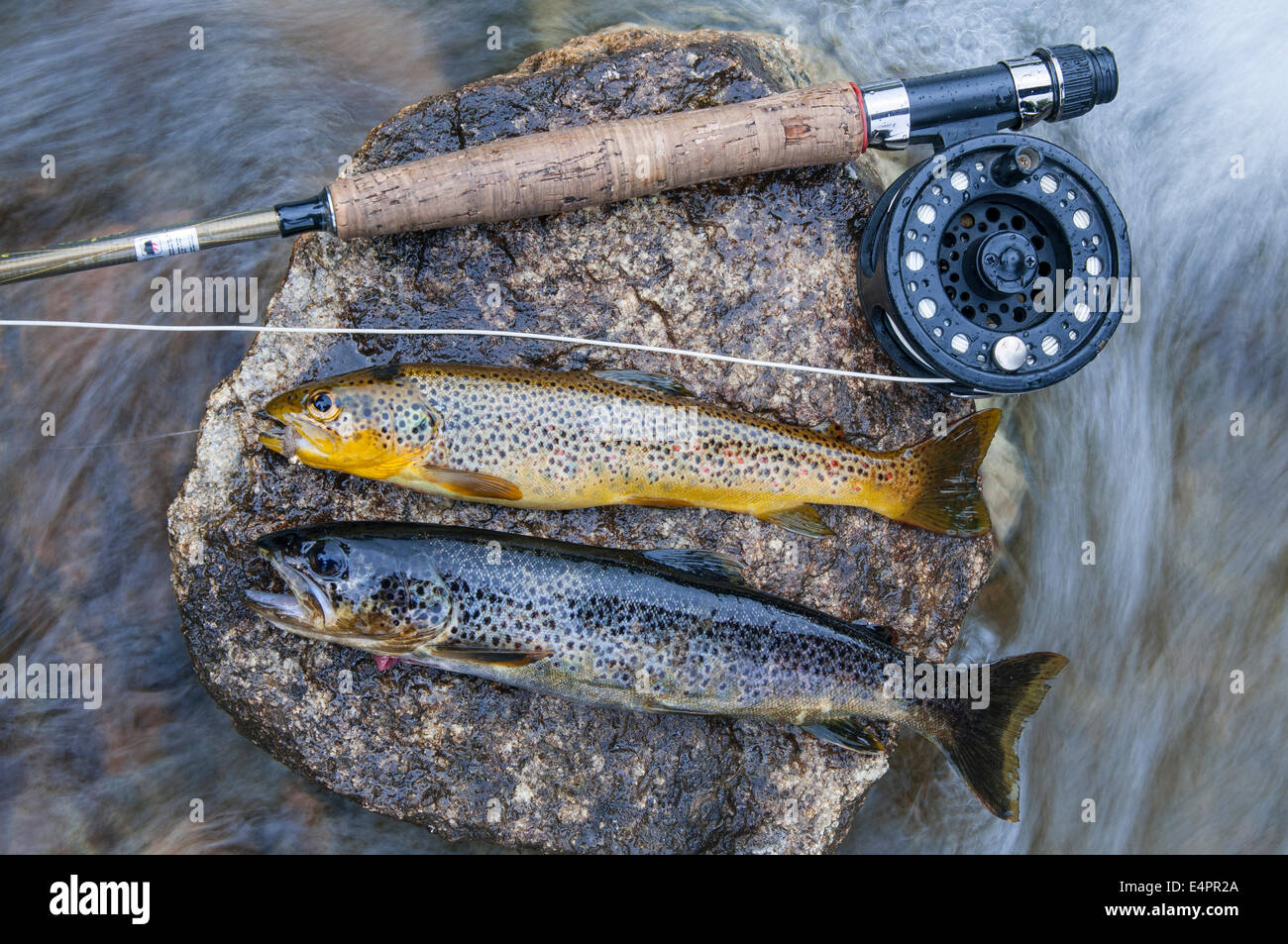 befischten Bachforellen, Lauvsnes, Norwegen, Europa Stockfoto