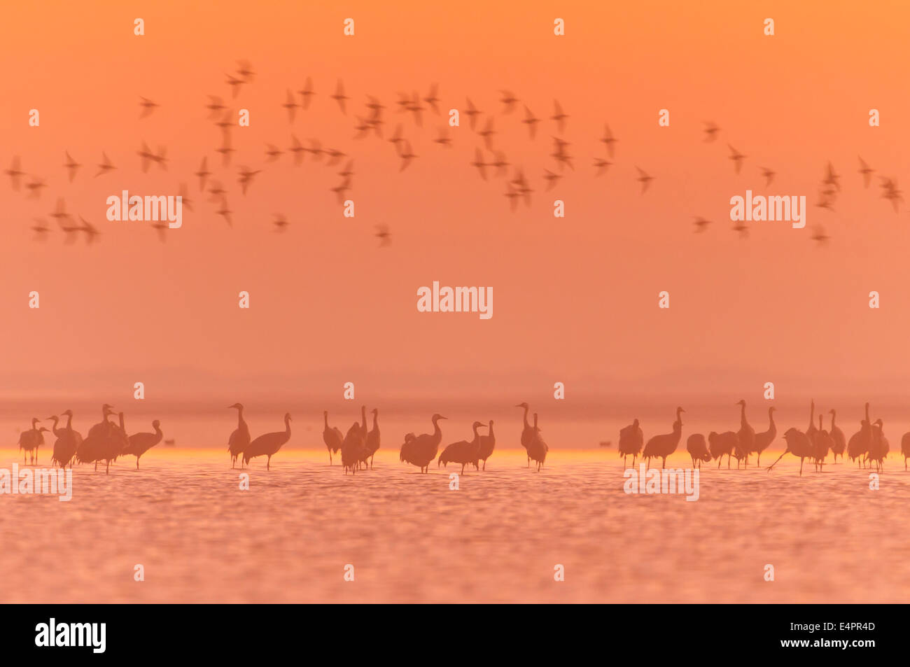 Kraniche (Grus Grus) im Morgennebel, westlichen Bereich Nationalpark Vorpommersche (Nationalpark Vorpommersche Bodden-Küste, Stockfoto