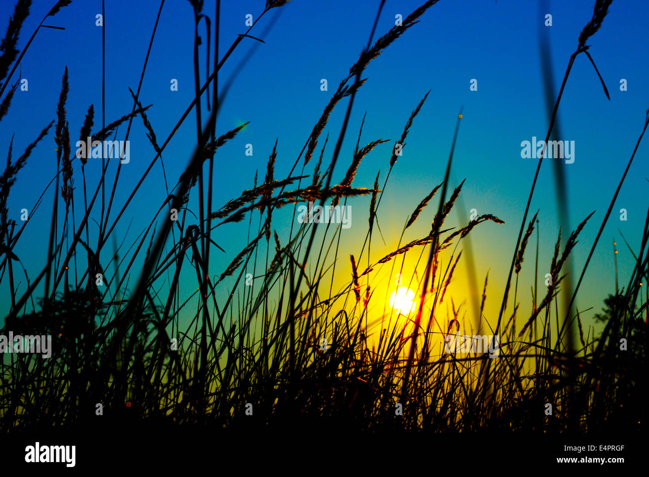 Sonnenuntergang auf einem Hintergrund von grass Stockfoto