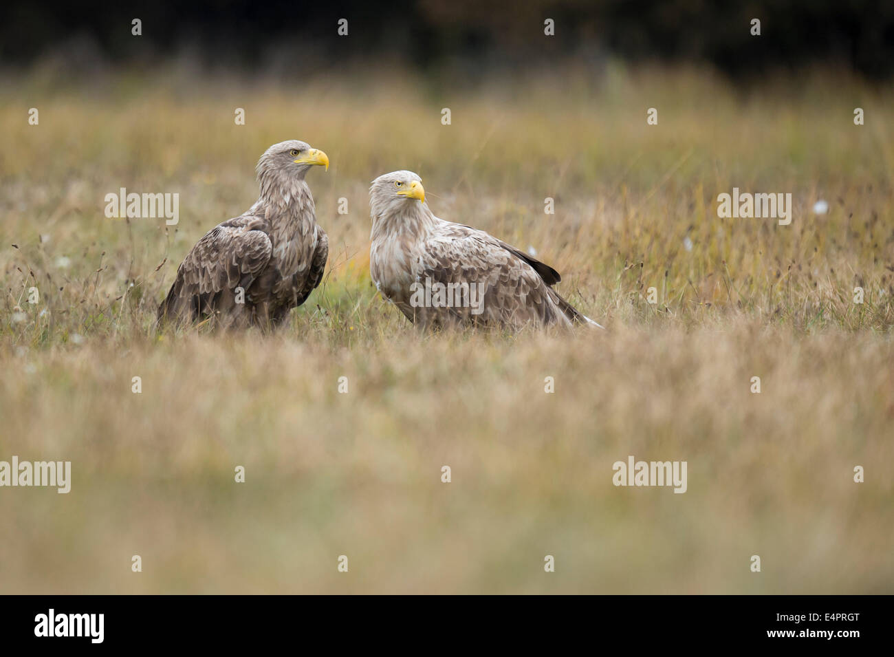 Seeadler Haliaeetus Horste, Kutno, Polen, Europa Stockfoto