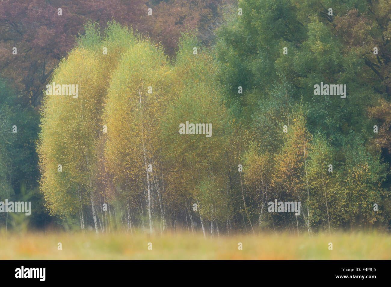 Birken am Rande des Waldes, herbstliche Stimmung, Kutno, Polen, Europa Stockfoto
