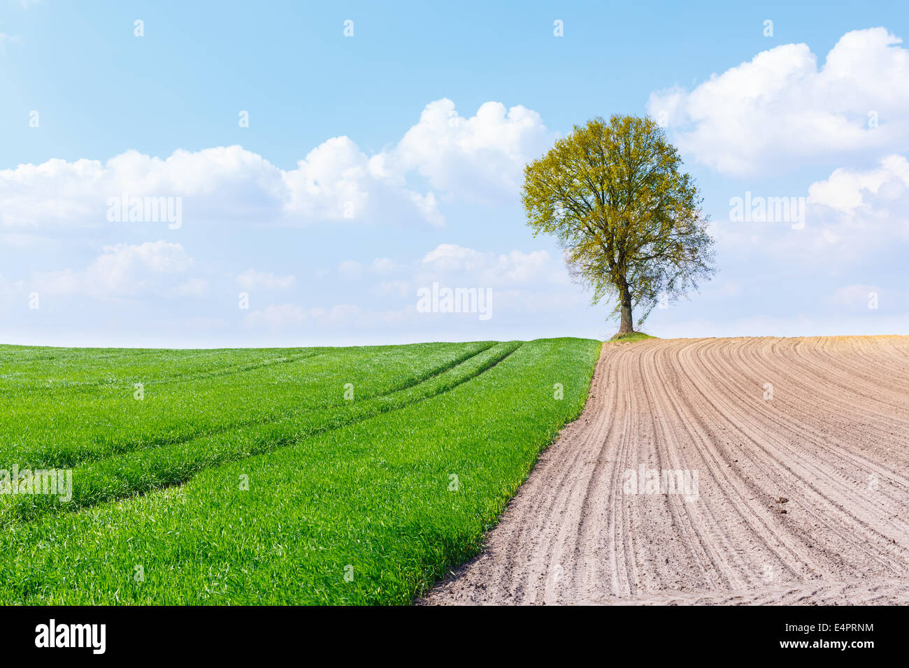 Baum an der Grenze von Weizen und ein leeres Feld Stockfoto
