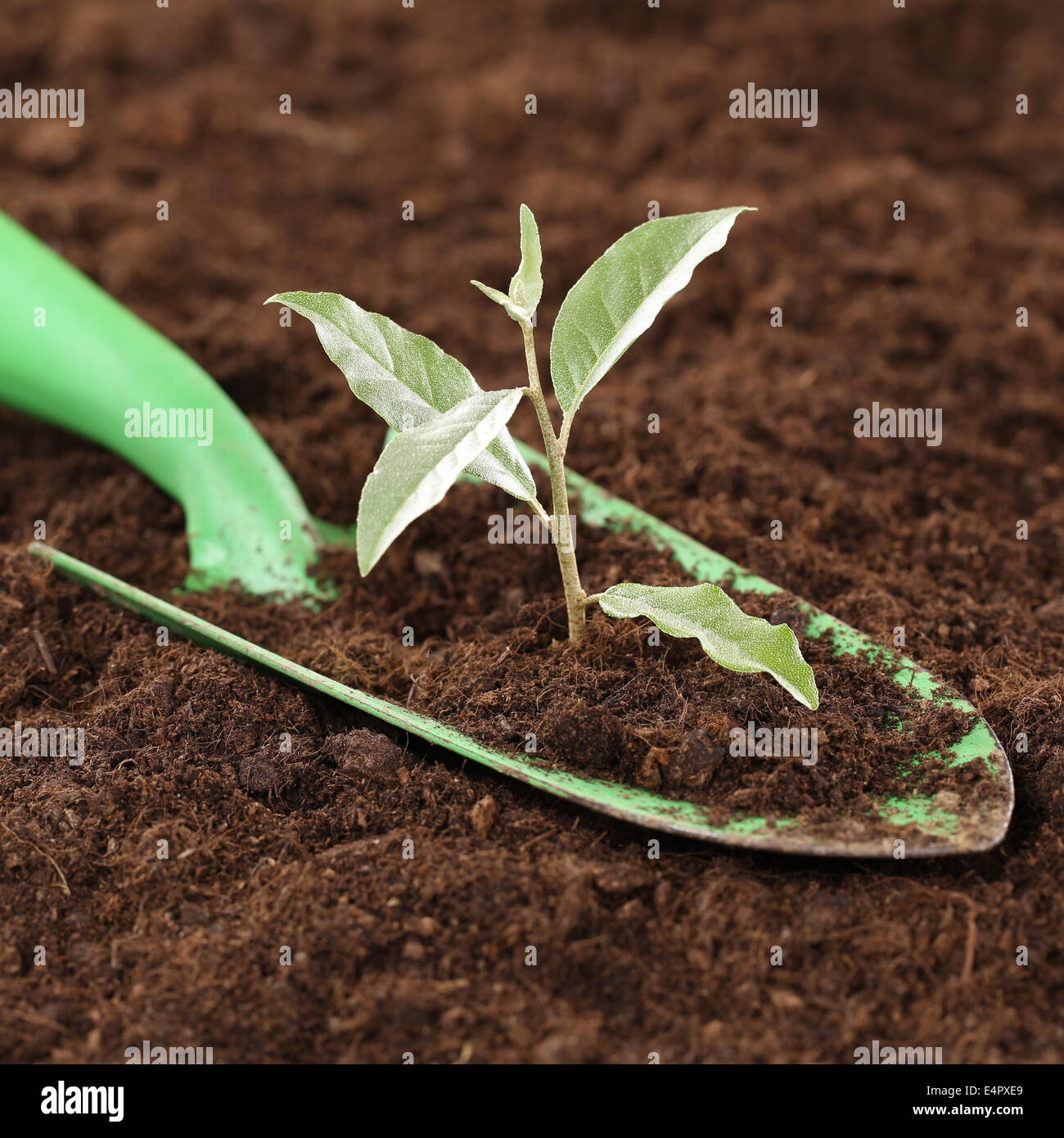 Eine kleine Pflanze wächst in einem Garten, neues Leben, Kraft und Stärke-Thema Stockfoto