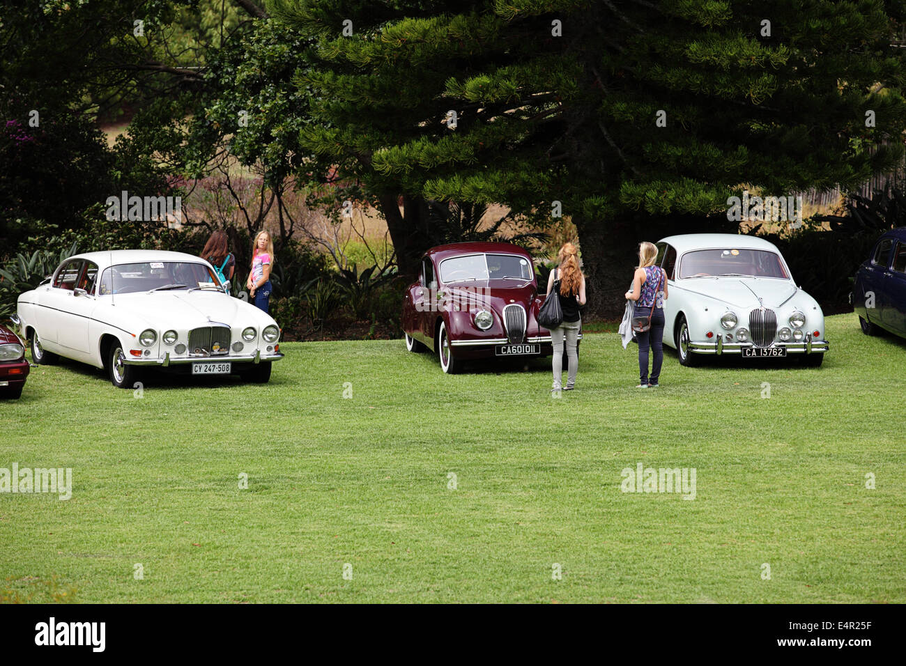 Oldtimer Jaguar auf dem display Stockfoto