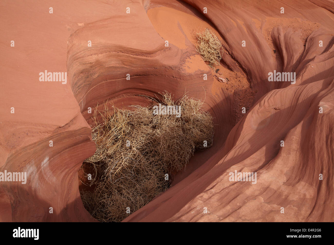Erodierte Sandsteinformationen und Tumbleweed im Rattlesnake Canyon in der Nähe von Page, Navajo-Nation, Arizona, USA Stockfoto