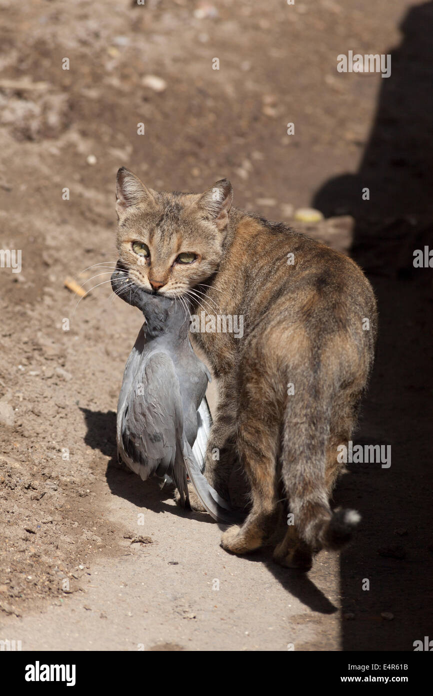 Katze mit Tote Taube im Maul, Kairo, Ägypten Stockfoto