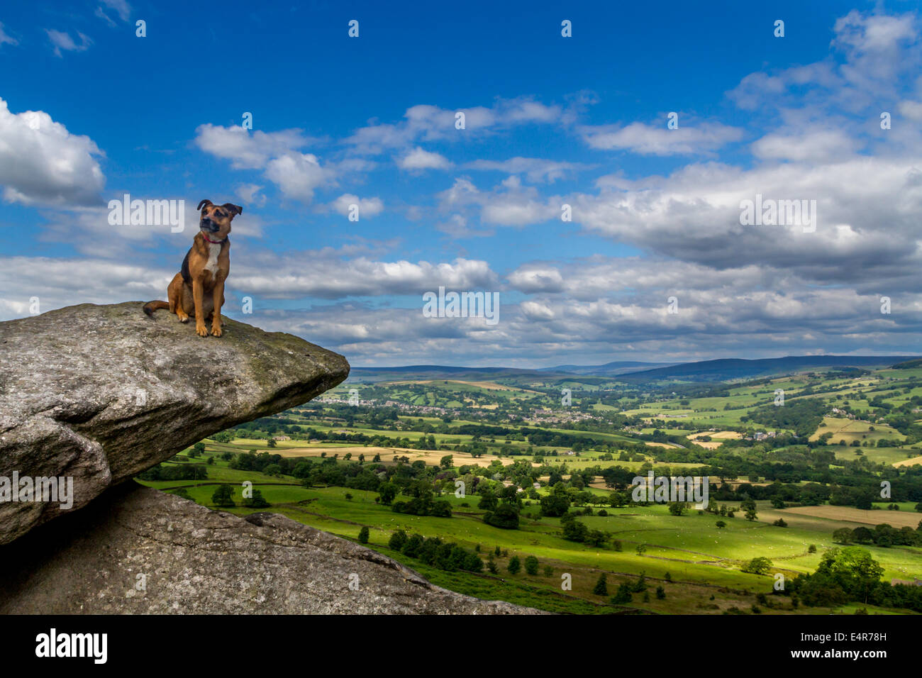 Hund thront erhalten die Sonne, auf einem Felsvorsprung in Yorkshire Dales Stockfoto