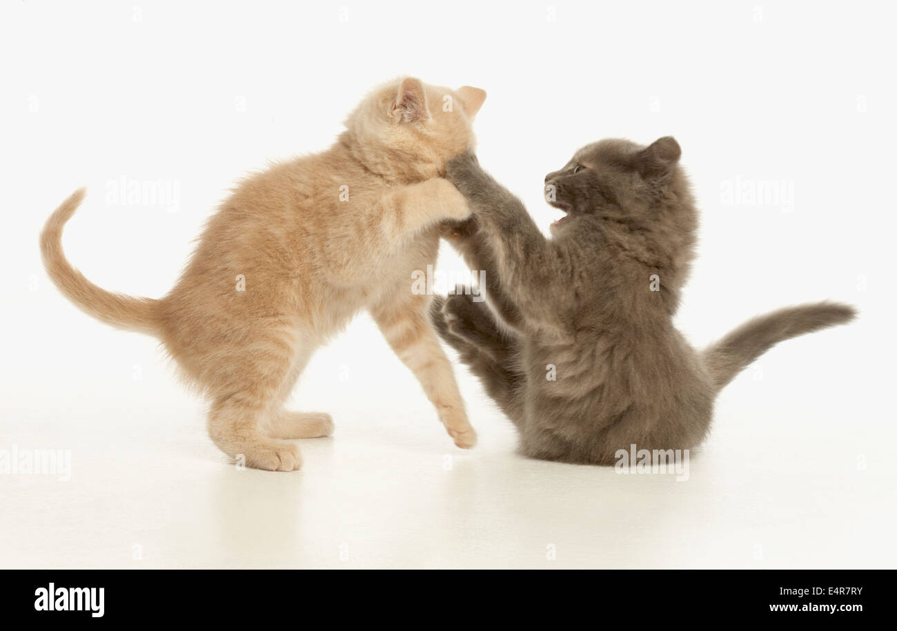 Zwei Kätzchen spielen kämpfen Stockfoto