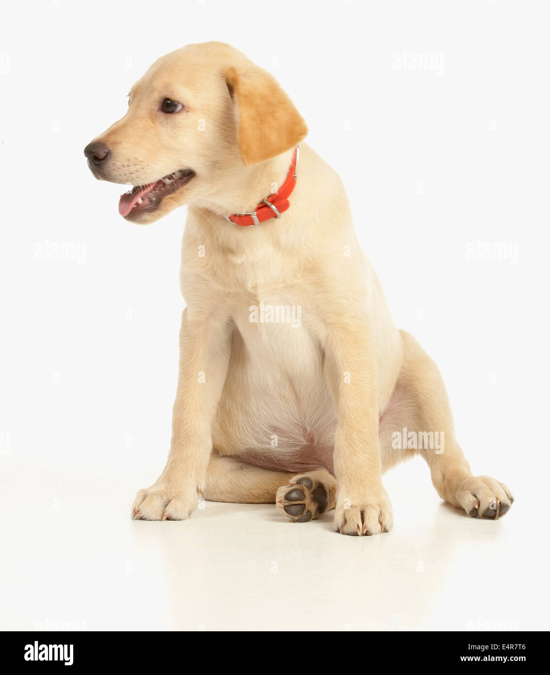 Labrador Welpen sitzen Stockfoto