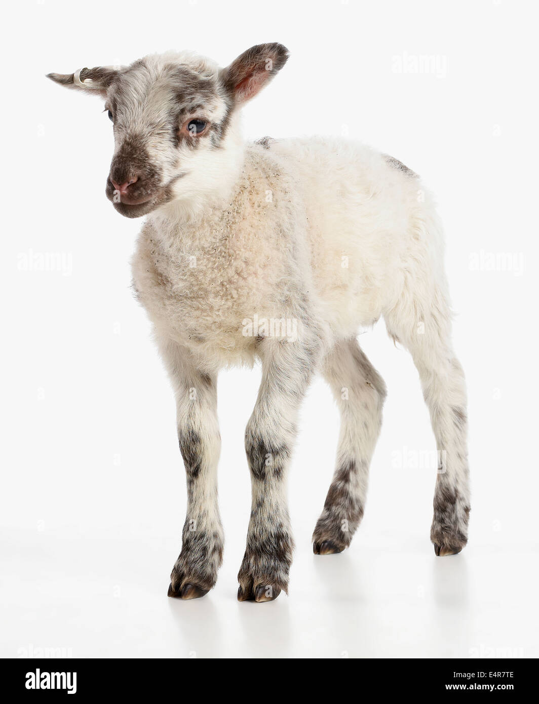 Soay Kreuz Charollais Schafe, 4 Woche alt, Männlich Stockfoto