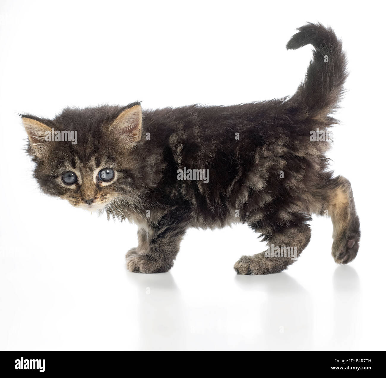 Grau-braun Tabby Kitten, 8 Wochen altes Baby Stockfoto