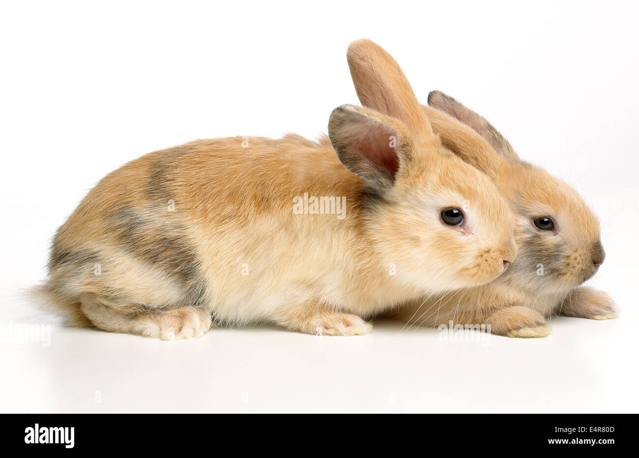 Junge Zwerg Lop Kaninchen, 4 Wochen altes Baby Stockfoto