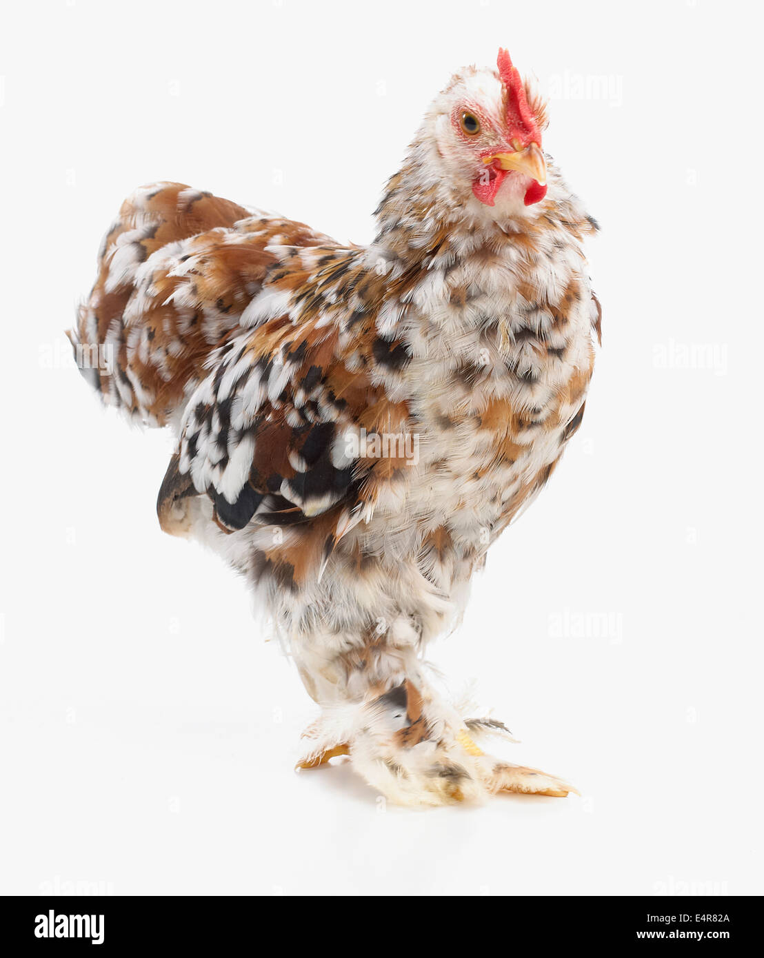 Young, gesprenkelten Bantam Hahn oder Hahn, 2-Monate-alten Stockfoto