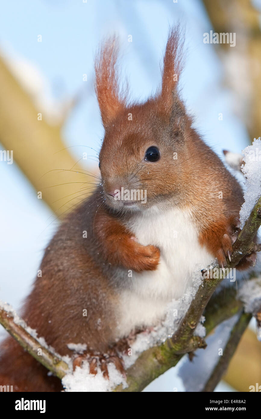 Eichh rnchen Eurasische Eichh rnchen Eichh rnchen Schnee eichh-rnchen-eurasische-eichh-rnchen-eichh-rnchen-schnee