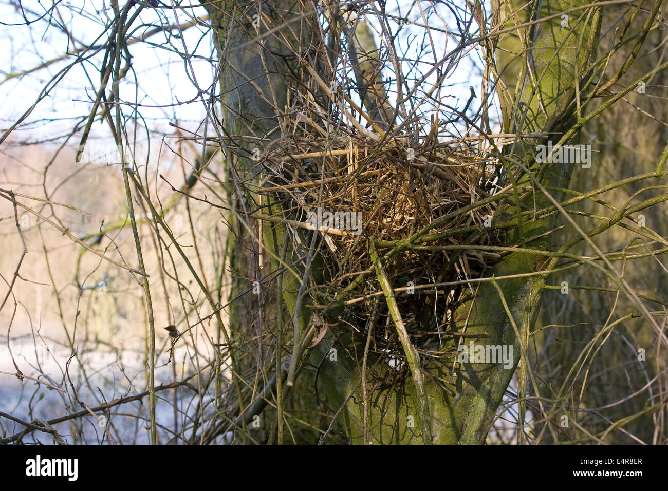 Die Kunst, den perfekten Kaffee zu Hause zu brühen