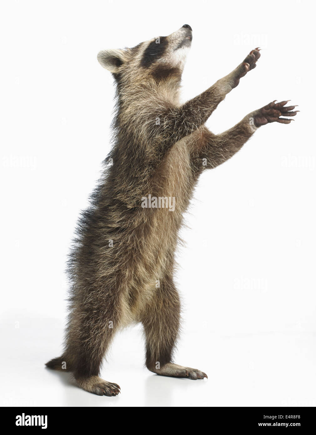 Waschbär (Procyon Lotor), 14 Wochen altes Baby männlich Stockfoto