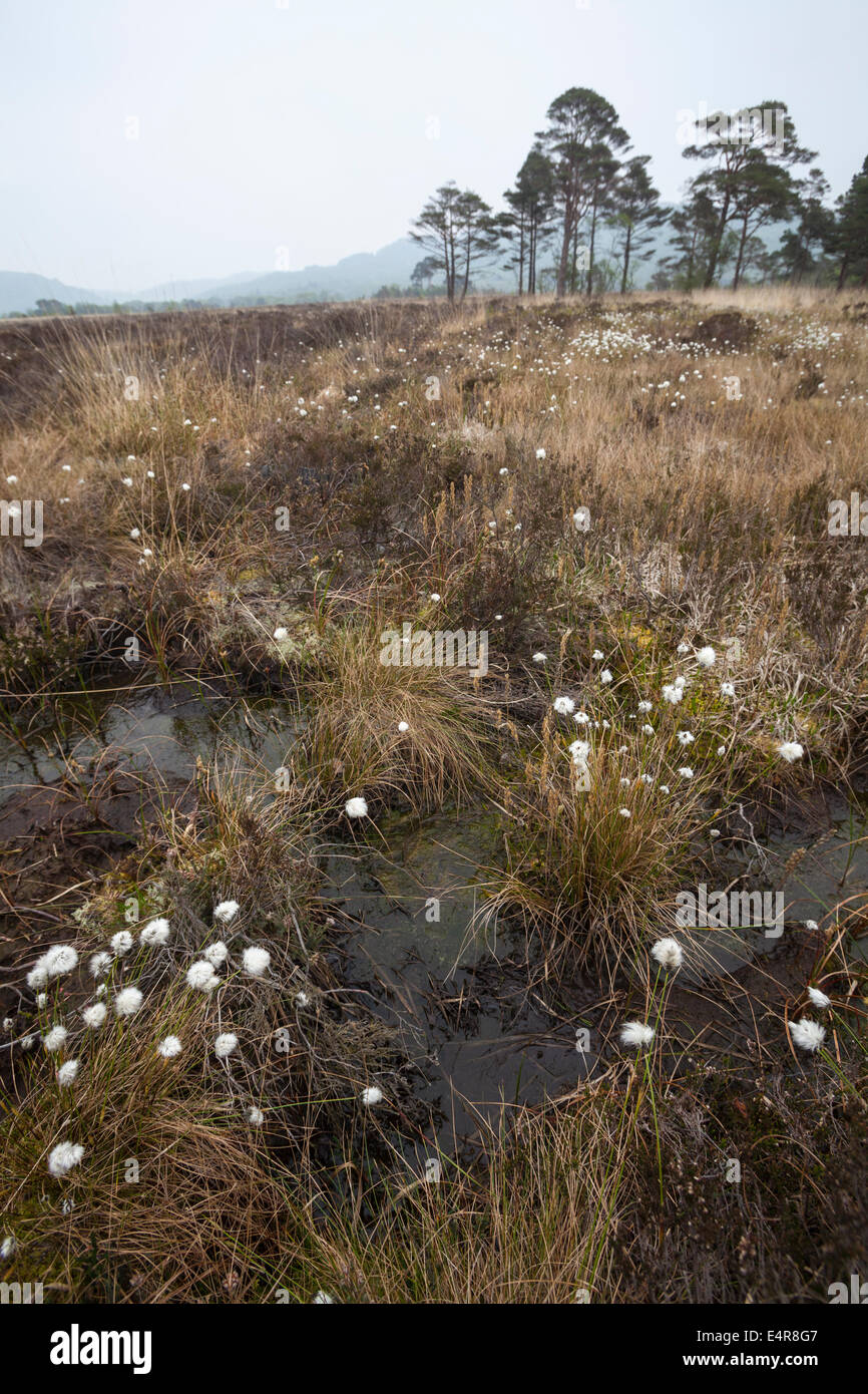 Roudsea Wood und Moose, ein spezieller Bereich der Erhaltung, National Nature Reserve Stockfoto