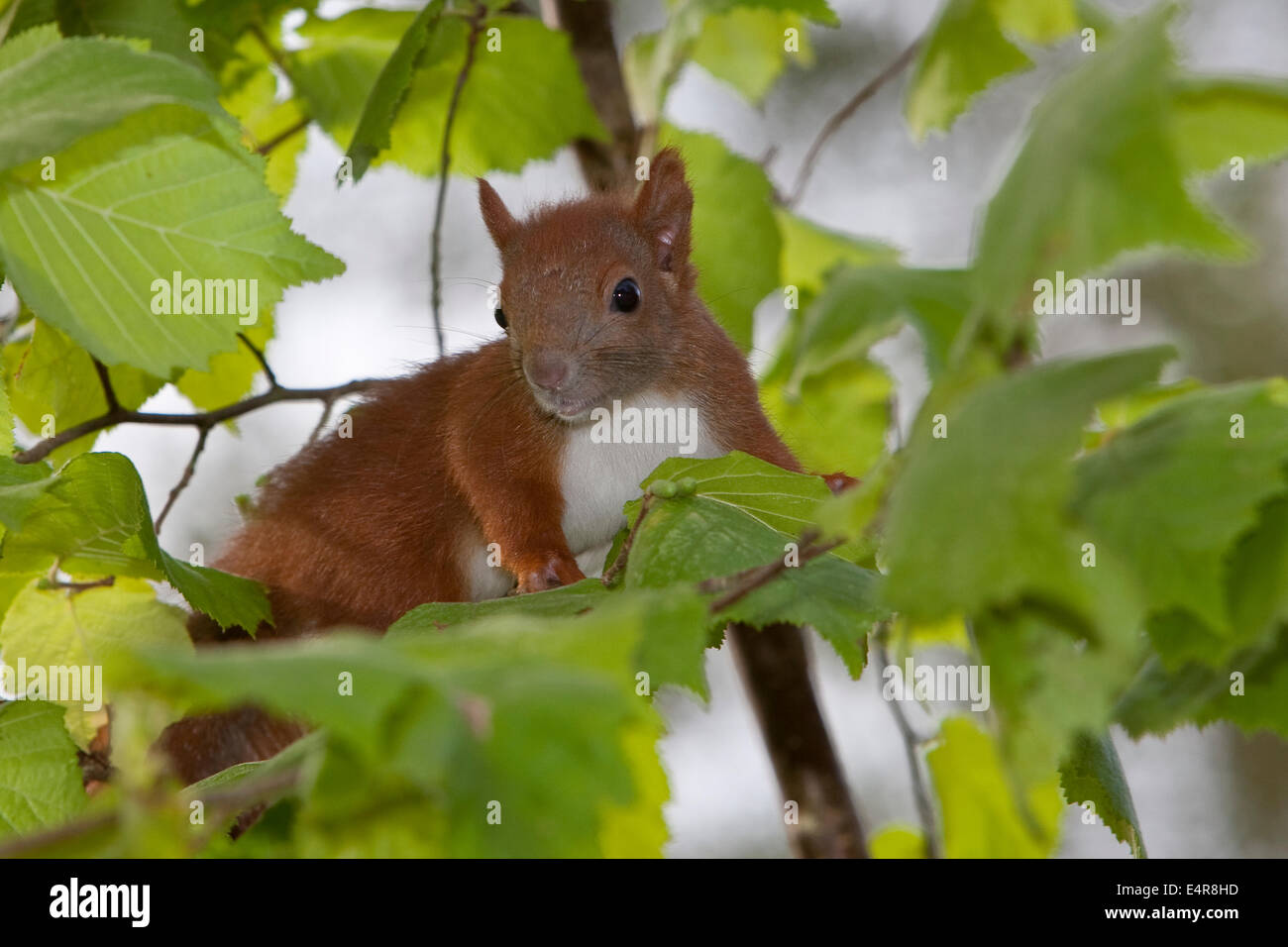 Eichhörnchen, eurasische Eichhörnchen, Eichhörnchen, junges, Jungtier, ablegen, Eichhörnchen, Jungtier, Sciurus Vulgaris, Écureuil d Stockfoto