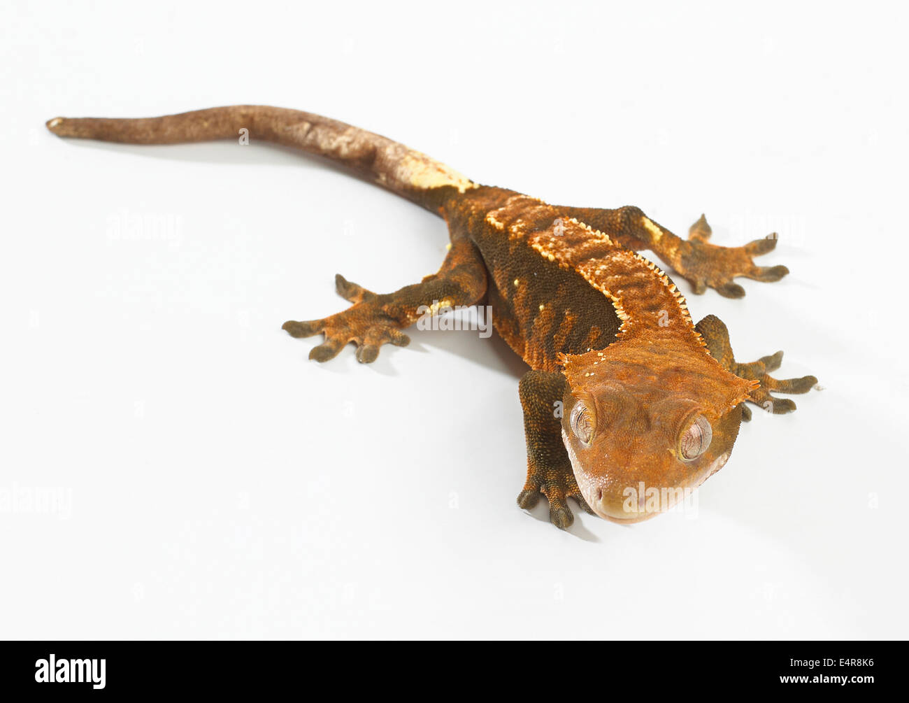 Crested Gecko (Correlophus Ciliatus), Harlekin Färbung Stockfoto