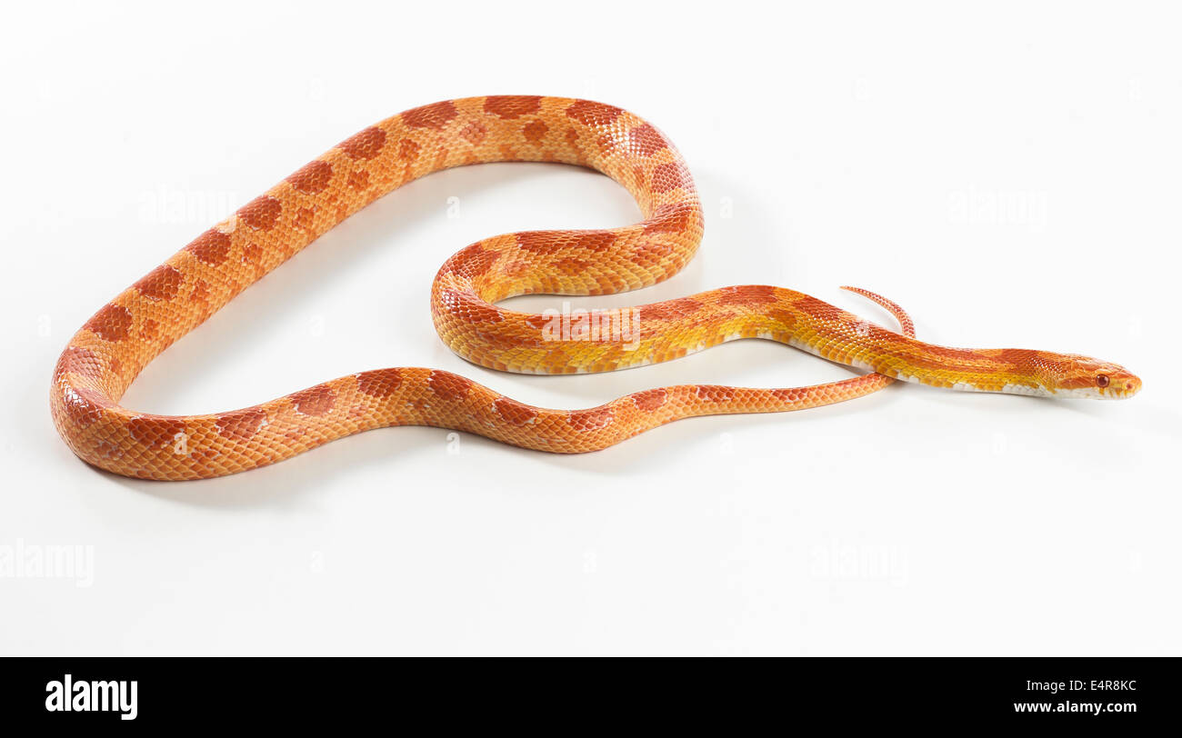 Sunglow Kornnatter Sunglow Kornnatter (Pantherophis Guttatus) Stockfoto